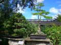 bonsai jardin botanique floride