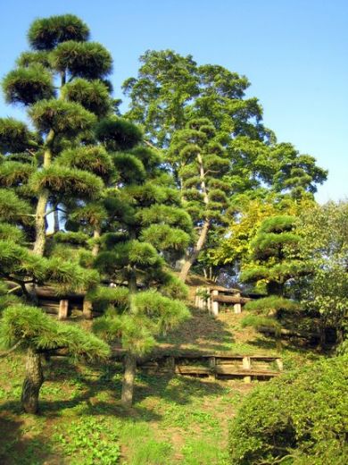 Jardin Botanique Japon