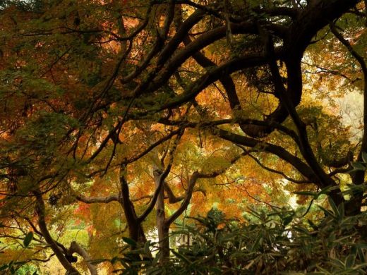 Les érables dans le jardin japonais de Kyoto