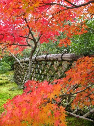 Le jardin de Koetsu-ji, cloture en bambou
