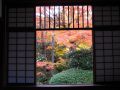 jardin japonais erable