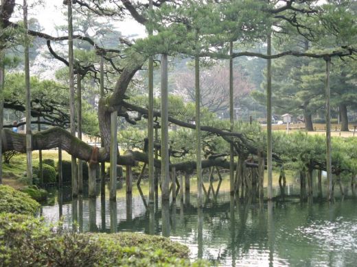 bassin de jardin japonais arbre et cascade