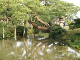 bassin de jardin japonais